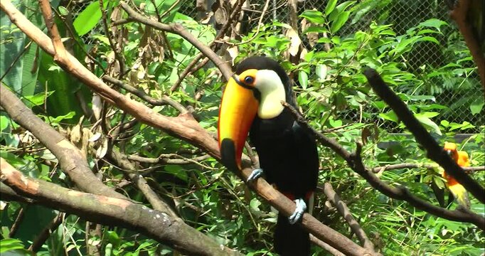 Toco toucan