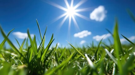 Fototapeta premium Lush green grass bathed in sunlight