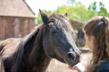 Rescued horses from horse shelters in Serbia receive carrots and apples from visitors and volunteers © LuMo photography