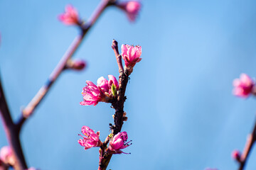 Close up of pink peach tree blossoms