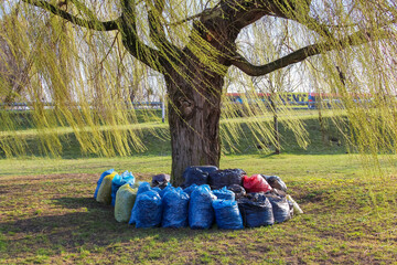 Collected Garbage Bags Arranged in Circle Under Weeping Willow Tree in Park Cleanup Effort