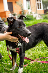 Black dog without breed on a leash in summer close up