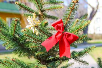 Festive Red Ribbon Bow Decorating Fresh Green Spruce Branch Closeup for Christmas Holiday Season