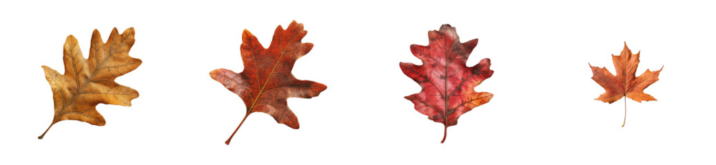 Obraz premium Colorful autumn oak leaves in different stages, season change, cut out transparent