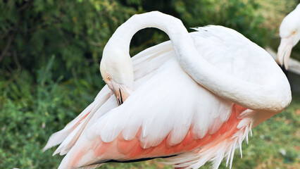 Flamingo preening its pink and white feathers in a zoo