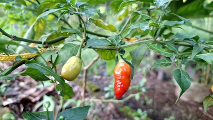 High-Quality Photo of Green Chili Plant in Growth Stage During Rain Rawit Chili Cultivation for Agriculture and Farming Projects	