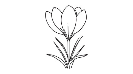 Autumn Crocus line art drawing botanical sketch nature inspired