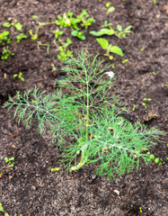 Green dill seedling growing in the garden. Gardening concept.