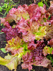 Red and green lettuce growing in the garden. Organic vegetable garden.