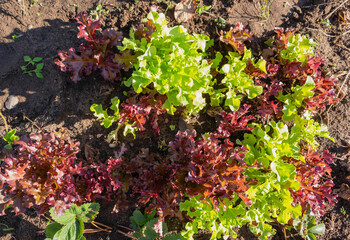 Red and green lettuce growing in the garden. Organic vegetable garden.