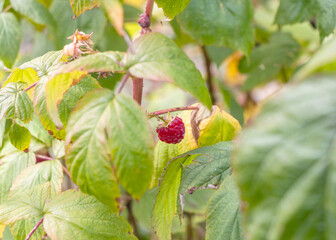 Ripe raspberries on a branch in the garden. Selective focus.