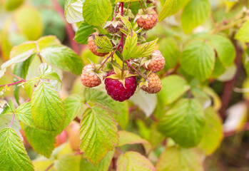 Ripe raspberries on a branch in the garden. Selective focus.