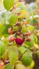Ripe raspberries on a branch in the garden. Selective focus.
