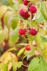 Ripe raspberries on a branch in the garden. Selective focus.