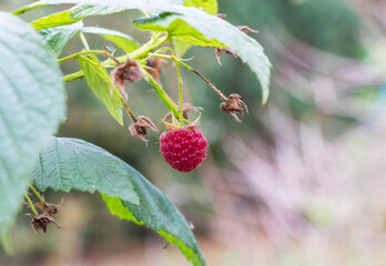 Ripe raspberries on a branch in the garden. Selective focus.