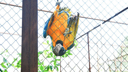 Blue-and-yellow macaw hanging upside down on a wire mesh fence