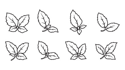 Basil line art illustration clean detailed organic plant drawing