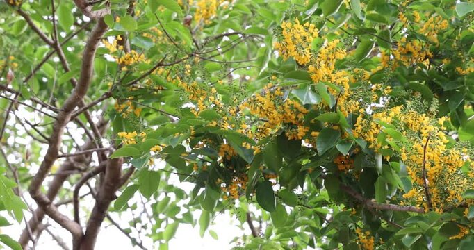 Bright yellow Padauk flowers with buds are in full bloom on the tree and swaying beautifully in the morning breeze. (Pterocarpus macrocarpus) For the Myanmar water festival (Thingyan).