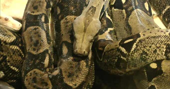 A  Reticulated python is curling up