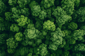 Naklejka premium Aerial Top View of Green Trees – Forest Canopy for Carbon Neutrality & Net Zero Concept