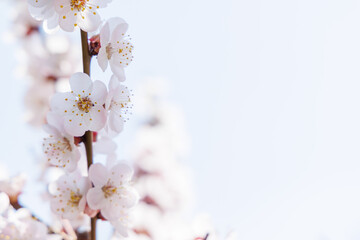 Fototapeta premium Blooming cherry blossom tree in spring, with delicate pink flowers
