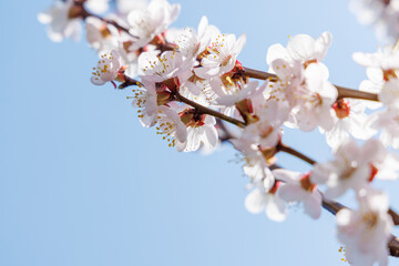 Blooming cherry blossom tree in spring, with delicate pink flowers