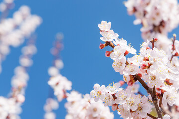 Blooming cherry blossom tree in spring, with delicate pink flowers
