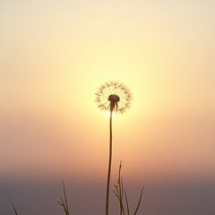 dandelion on sunset background