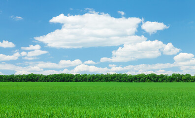 Summer landscape with a vast green field under a majestic sky
