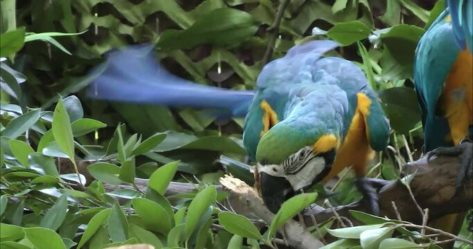Several blue yellow macaws on branch 