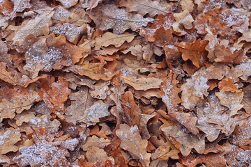 background is fallen autumn leaves, the seasonal backdrop of October fall