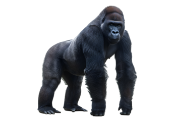 Powerful Gorilla Image: Stock Photo of a Western Lowland Gorilla transparent background