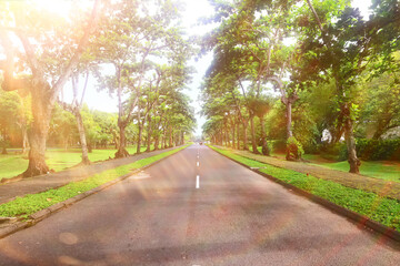 autumn park, nature landscape, trees in a seasonal background