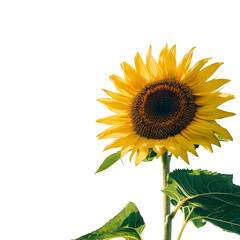 Obraz premium Isolated on white background, sunflower on a bright sunny day