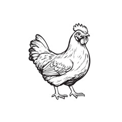 chicken vector
