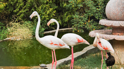 Greater flamingos wading near water, grooming plumage, black ibis companion in background, wildlife habitat setting