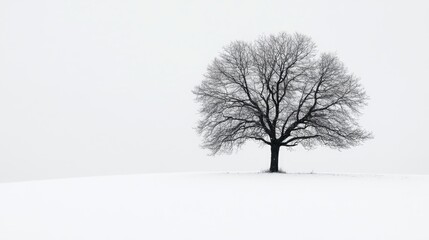 Solitary tree against pure white background nature scene minimalist art peaceful environment