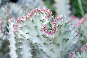 Close up a cactus growing in a botanical garden with blur green background 