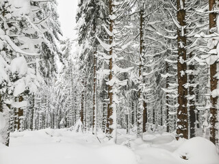 Winter landscape in Alsace France showcasing snow-covered trees and serene white scenery, inviting tranquility and peace, winter wonderland concept