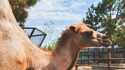 Bactrian camel resting in a zoo enclosure during summer