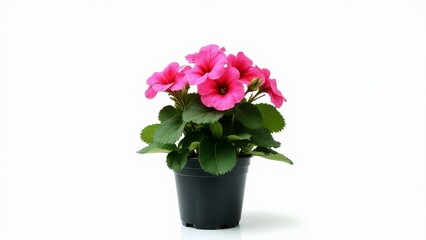 Pink Impatiens Flower Plant In Black Pot