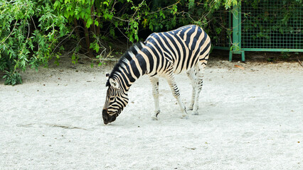 Striped plains zebra grazing on sandy ground within controlled habitat, highlighting distinctive monochromatic pattern of equus quagga species