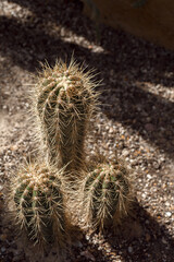 Echinocereus cactus at the Botanical Gardens in Powsin, Poland. Hedgehog cacti