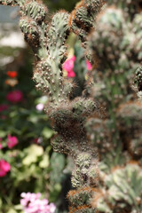 Cereus repandus cactus family at the Botanical Gardens in Powsin, Poland.