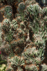 Cereus repandus cactus family at the Botanical Gardens in Powsin, Poland.