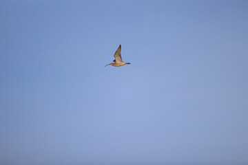 sandpiper in flight, a bird with a long beak in the sky