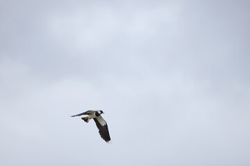 a lapwing in flight against the background of a white sky