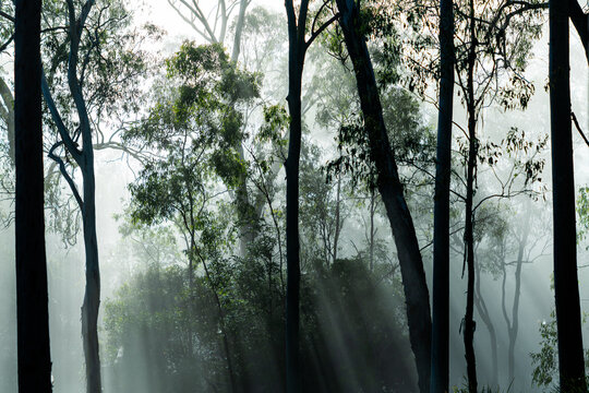 Fototapeta Eucalypt trees with fog and sun rays