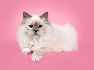 Adorable blue point Sacred Borman cat, laying down side ways on edge. Looking towards camera with breed specific blue eyes. Isolated on a soft pink background.