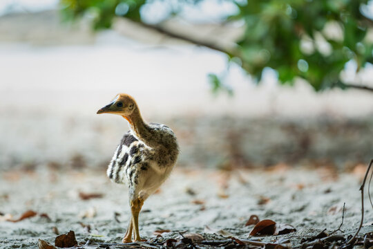 Southern Cassowary chick in the wild